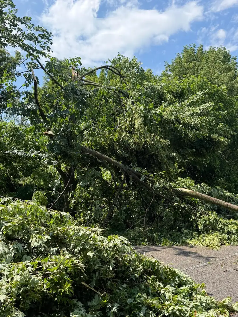 Storm-damaged maple branches across a residential road in Barrie.