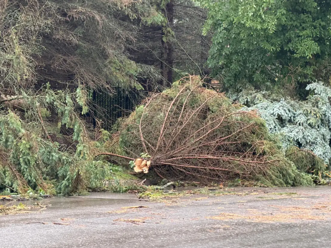 Evergreen tree snapped by an overnight storm in Barrie.
